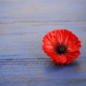 9 Ways to Create a Memorial of Your Loved Ones USA Memorial Day concept of red remembrance poppy on dark blue vintage distressed wood table, with copy space.